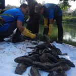 Pemprov DKI Siapkan Rp250 Juta untuk Kajian Pengendalian Ikan Sapu-Sapu di Perairan Jakarta