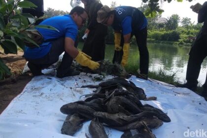 Pemprov DKI Siapkan Rp250 Juta untuk Kajian Pengendalian Ikan Sapu-Sapu di Perairan Jakarta