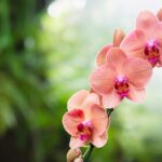 5 Tips Merawat Anggrek agar Cepat Berbunga, Sehat, dan Tampil Menawan
