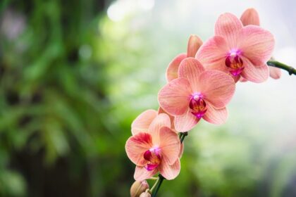 5 Tips Merawat Anggrek agar Cepat Berbunga, Sehat, dan Tampil Menawan